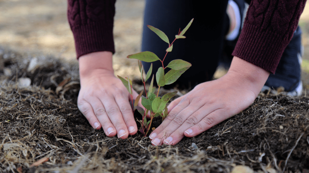 Focus on two hands on soil, covering the roots of a young plant.